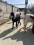  🐐 Продавам мъжки англо-нубийски ярета, снимка 7