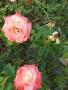 Щамбови рози , снимка 8