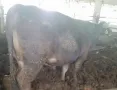 Продавам телета и бикове ., снимка 6