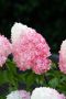 Хортензия Пиникулата Розова Роза, Hydrangea pan. PINK & ROSE, снимка 4