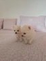 померан момче, снимка 3