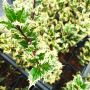 Илекс, Ilex aquifolium 'Ferox Argentea', студоустойчив, многогодишен, снимка 2