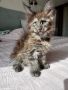 Maine coon коте , снимка 5