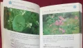 Справочник на полските цветя / Wild Flowers Photo Guide, снимка 7