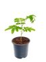 Албиция - Копринено дърво, снимка 1 - Градински цветя и растения - 45058659