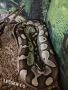 Кралски питон Ball python , снимка 1 - Змии - 45484582
