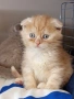 Шотландски клепоухи котенца, снимка 1