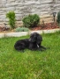 чистокръвно кокер шпаньолче, снимка 2
