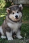 Аляски маламут, снимка 3