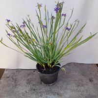 Сисиринхиум (Sisyrinchium angustifolium), снимка 6 - Градински цветя и растения - 45618883