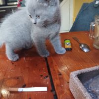 Продавам малки котета Британки , снимка 4 - Британска късокосместа - 45525339