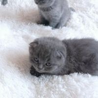 Клепоухи Британски късокосмести котенца, снимка 3 - Британска късокосместа - 45999387