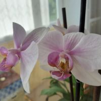 Красиви орхидеи , снимка 17 - Стайни растения - 32936807