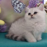 Малки сладки котета, снимка 1 - Британска късокосместа - 45264153