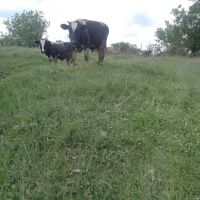 селскостопански животни , снимка 7 - Крави - 45423083