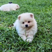 Продават се малки кученца порода Мини Шпиц, снимка 1 - Други - 46041633
