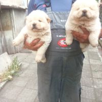 Продавам бяло кученцеЧау Чау, снимка 9 - Чау Чау - 45335121