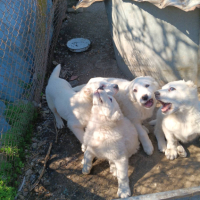 Продавам кученца, снимка 3 - Средноазиатска овчарка - 45063984