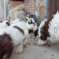 Лагото Романьоло / Lagotto Romagnolo за трюфели, снимка 5 - Други - 46096995