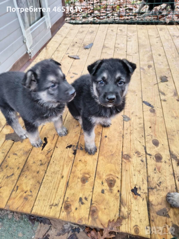 Източноевропейска овчарка, снимка 1