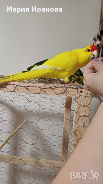 Какарики папагалчета, снимка 1