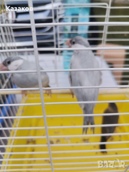 Продавам  оризарки, снимка 1