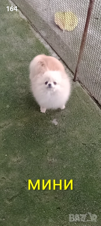 Женски мини Померан., снимка 1