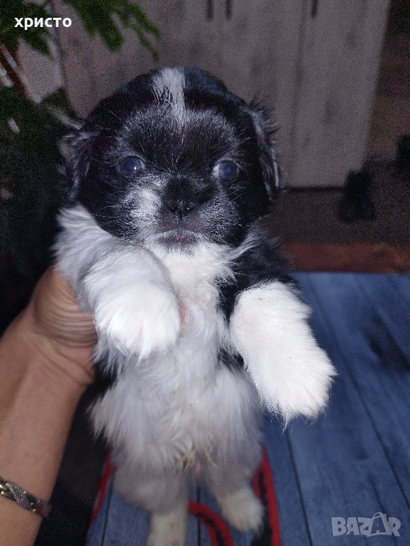 Чистокръвни Пекинези!!, снимка 1