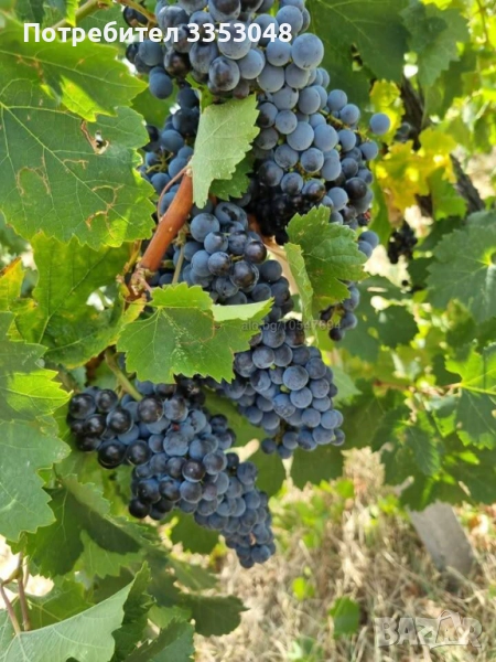 Грозде за вино Мерло и Каберне - общ. Стамболово, снимка 1