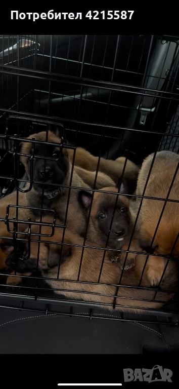 Белгийска овчарка бебе, снимка 1