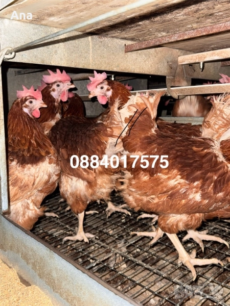 Кокошки за яйца и месо, снимка 1