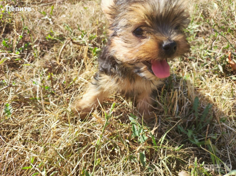 Мини йоркширски териер, снимка 1
