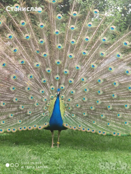 Продавам индийски пауни , снимка 1