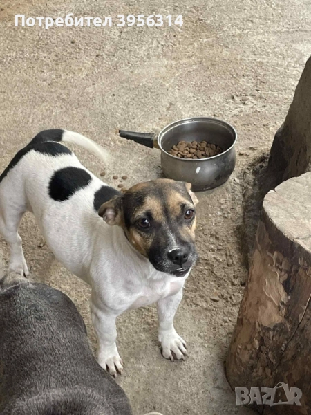 Подарявам Джак Ръсел, снимка 1