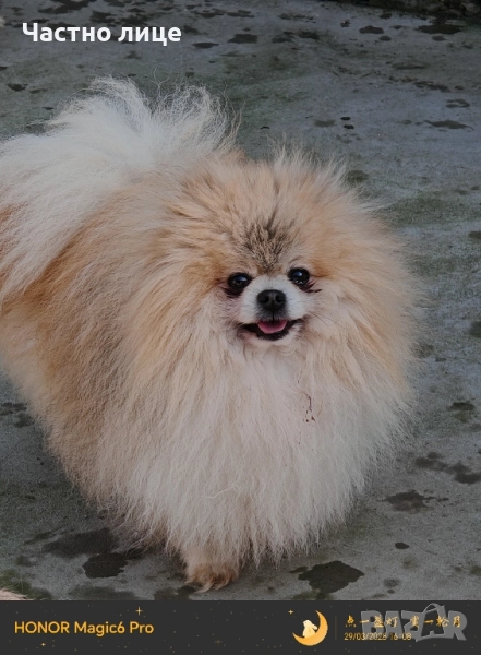 мъжки померан, снимка 1