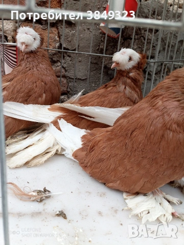 бернбургски тръбачи, снимка 3 - Гълъби - 53125943