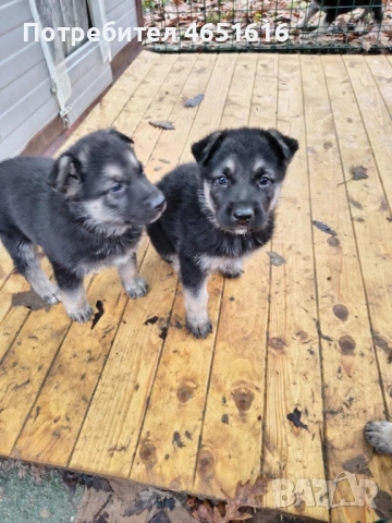 Източноевропейска овчарка