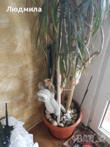 Палма,Драцена,голяма,многогодишна,Прекрасна,Уникална, снимка 6 - Стайни растения - 50223141