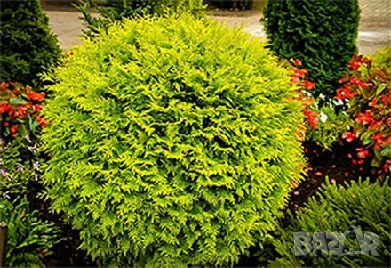 Златиста кълбовидна туя, снимка 4 - Градински цветя и растения - 51105195