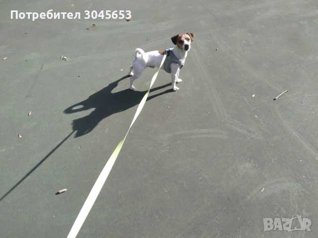 Мини Джак Ръсел търси партньорка