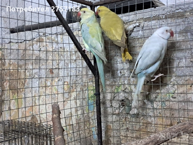 продавам малки александри, снимка 6 - Папагали - 54098521