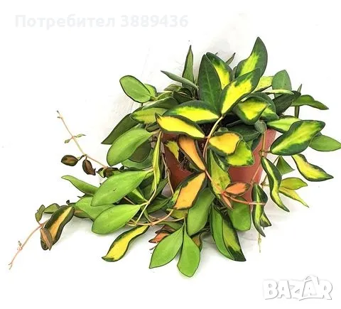 Хоя  Burtoniae variegata DS-70, снимка 1 - Стайни растения - 47648950