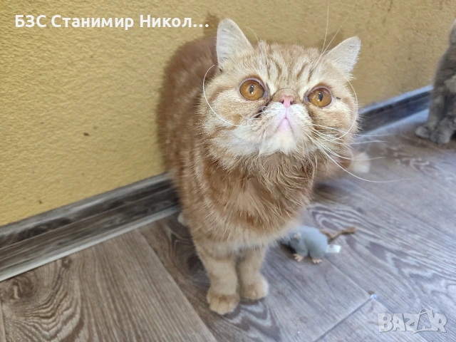 Женски екзотични котки на 2 години и на 5 месеца., снимка 11 - Персийска - 52945926