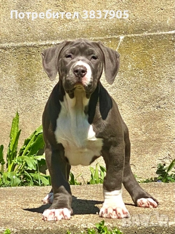 Американско були ХЛ, снимка 3 - Други - 54259017