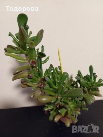 Цвете каланхое хобит, снимка 2 - Стайни растения - 54126346