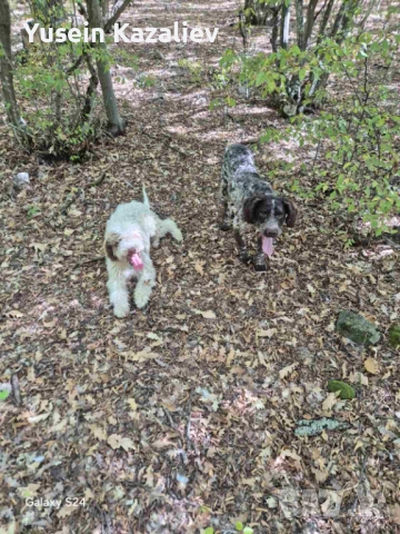 Продавам 3 кучета за трюфели, снимка 4 - Други - 53684557