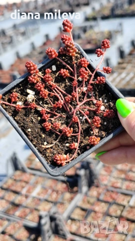 Седум Коралов килим, Sedum album Coral Carpet, снимка 8 - Градински цветя и растения - 53865678