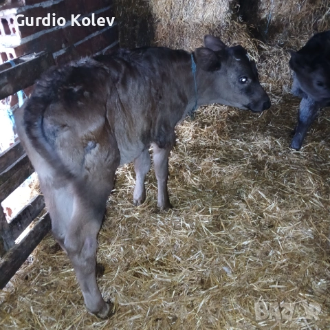 Телета , снимка 2 - Крави - 53837055