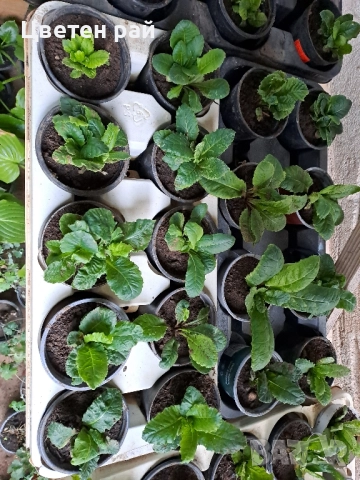 Домашна иглика с грудка , снимка 15 - Градински цветя и растения - 51949012