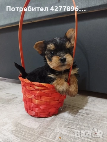 Йоркширски териер , снимка 2 - Йоркширски териер - 53645172
